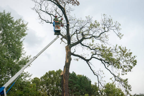 Reliable Stepney, CT Tree Service Solutions